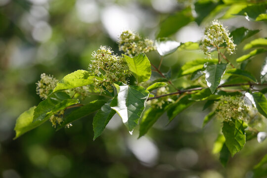 茶条槭花