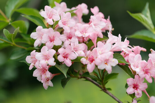 海仙花