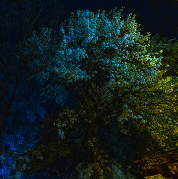夜色中的梨花树