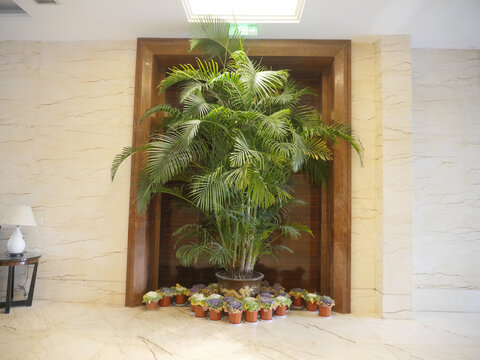 酒店植物装饰