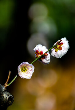 上海静安雕塑公园梅花