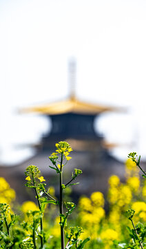 上海广富林油菜花