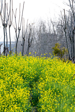 田园油菜花