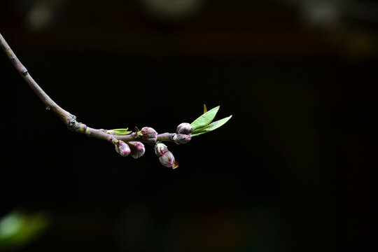 桃花花蕾