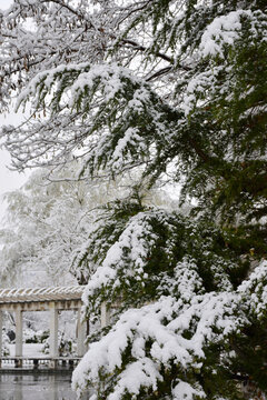 大雪压青松