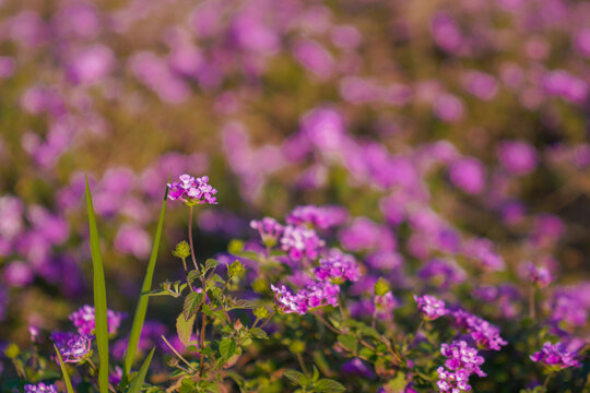 春天花卉花蕾花苞花瓣花朵