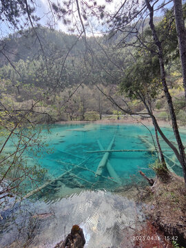 九寨沟水中树