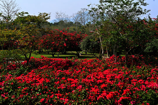 花卉