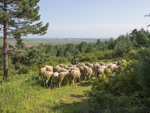 山坡牧羊人羊群