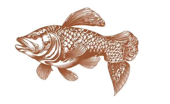 海鱼罐头鱼素描包装素材插画
