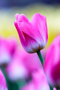 郁金香花开