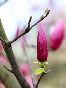 玉兰花花骨朵花蕾