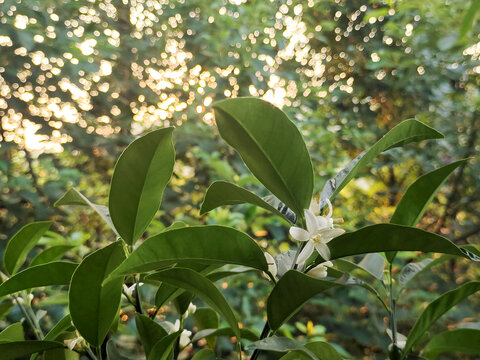 金菊花