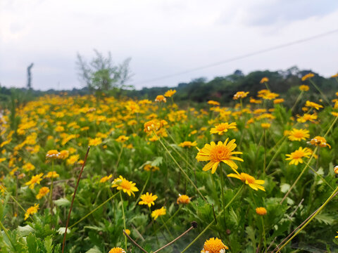 野菊花