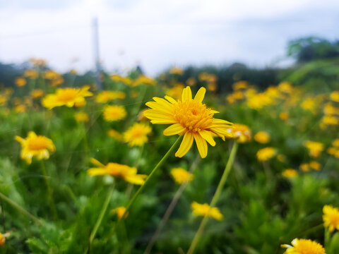 野菊花