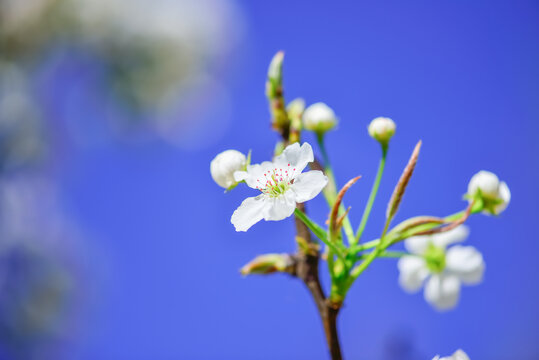 梨花