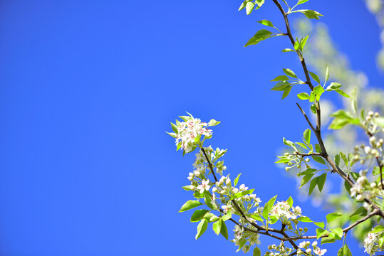 梨花