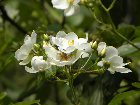 野树上的百花