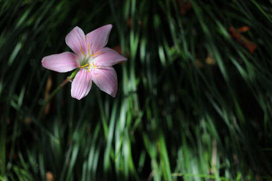 壮石蒜花