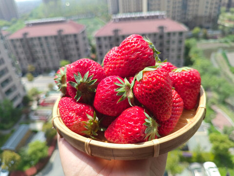 草莓园摘鲜草莓