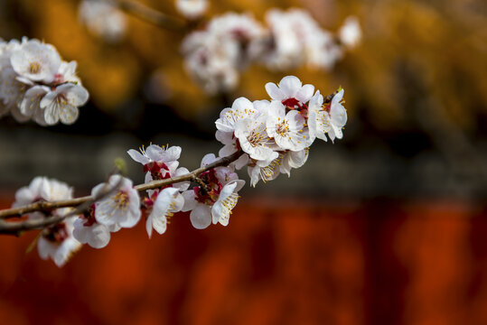 春色桃花