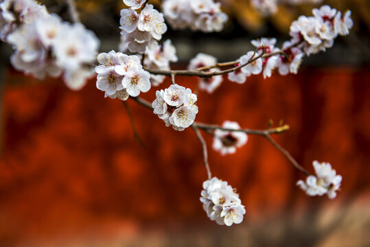 春色桃花