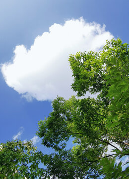 绿树蓝天白云