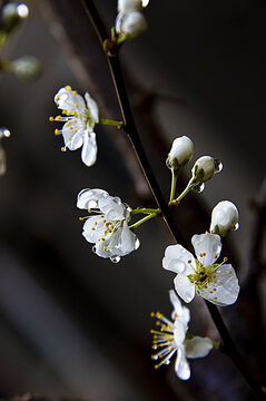 雨露滋润杏花美