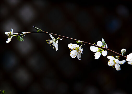 雨露滋润杏花美