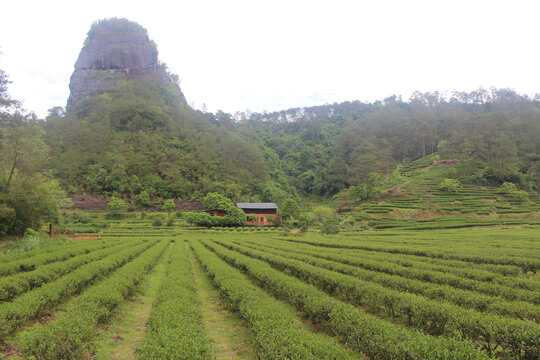 武夷岩茶