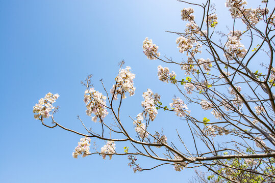 梧桐花