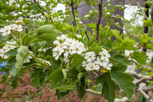 山楂花