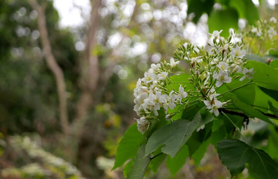 木油桐花