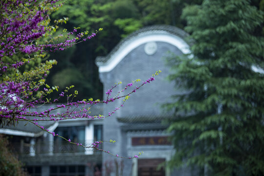 花开庭院