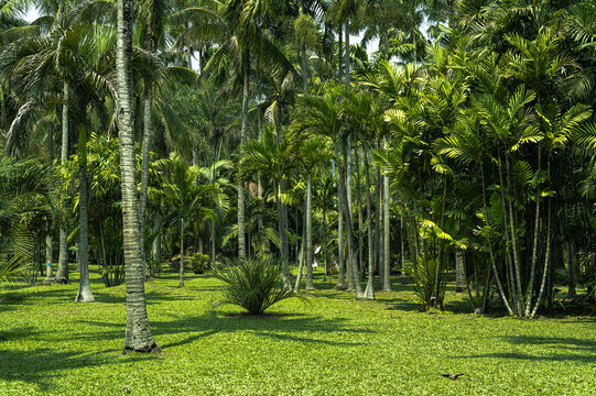云南西双版纳热带植物雨林