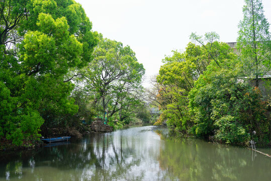 河道绿化