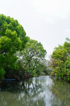 沿河绿化