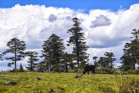 云南丽江碧沽天池风景