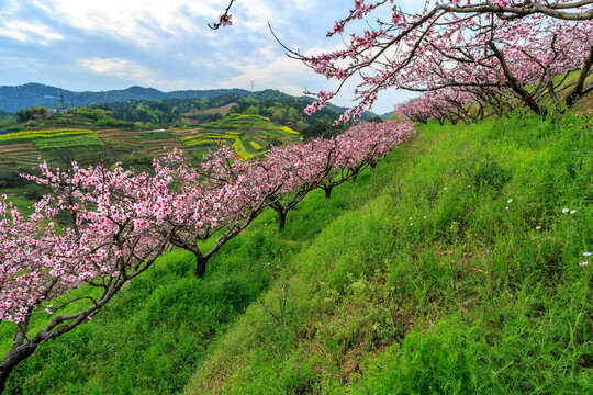 山坡桃花绿草