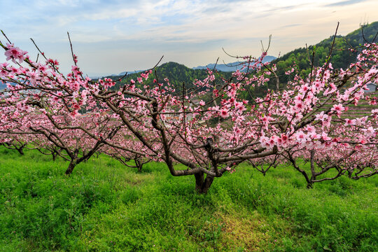 义乌上溪桃花坞桃花风光