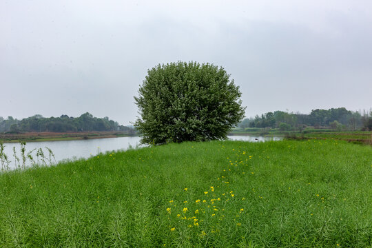 桐城嬉子湖油菜田