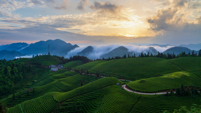 高山茶园日出