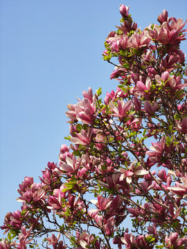 春天盛开的粉色玉兰花