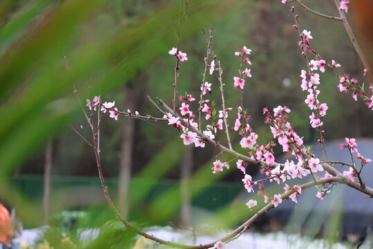 桃花