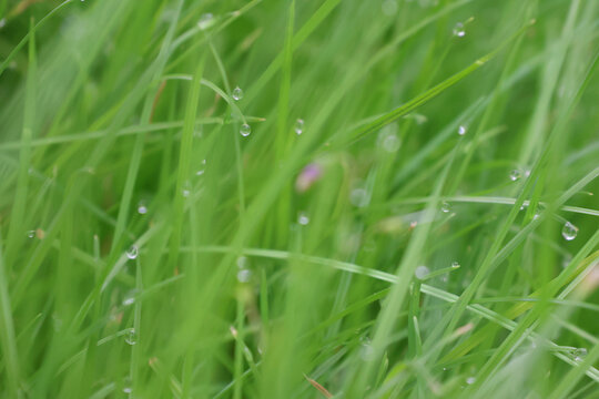 谷雨