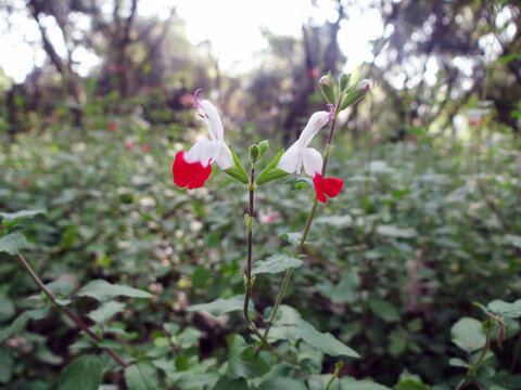 樱桃鼠尾花