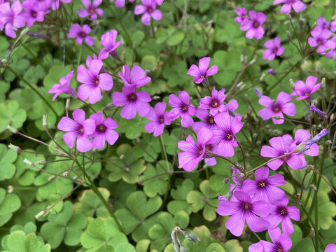 春天里的四叶草花