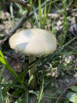 春天草丛里的蘑菇