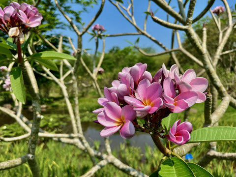 西双版纳植物园花