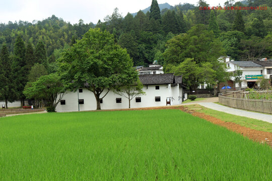 井冈山田野